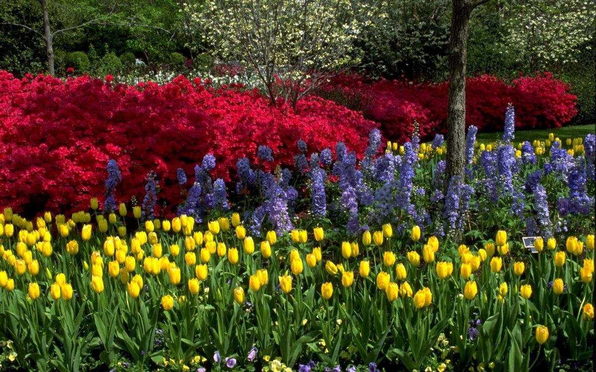 Обои цветник, цветковое растение, растение, весна, Флора в разрешении 1920x1200